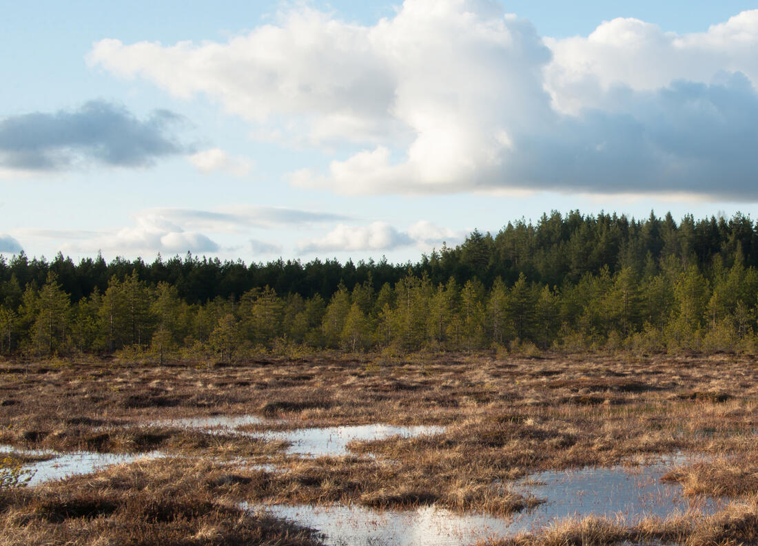 Myr og skog